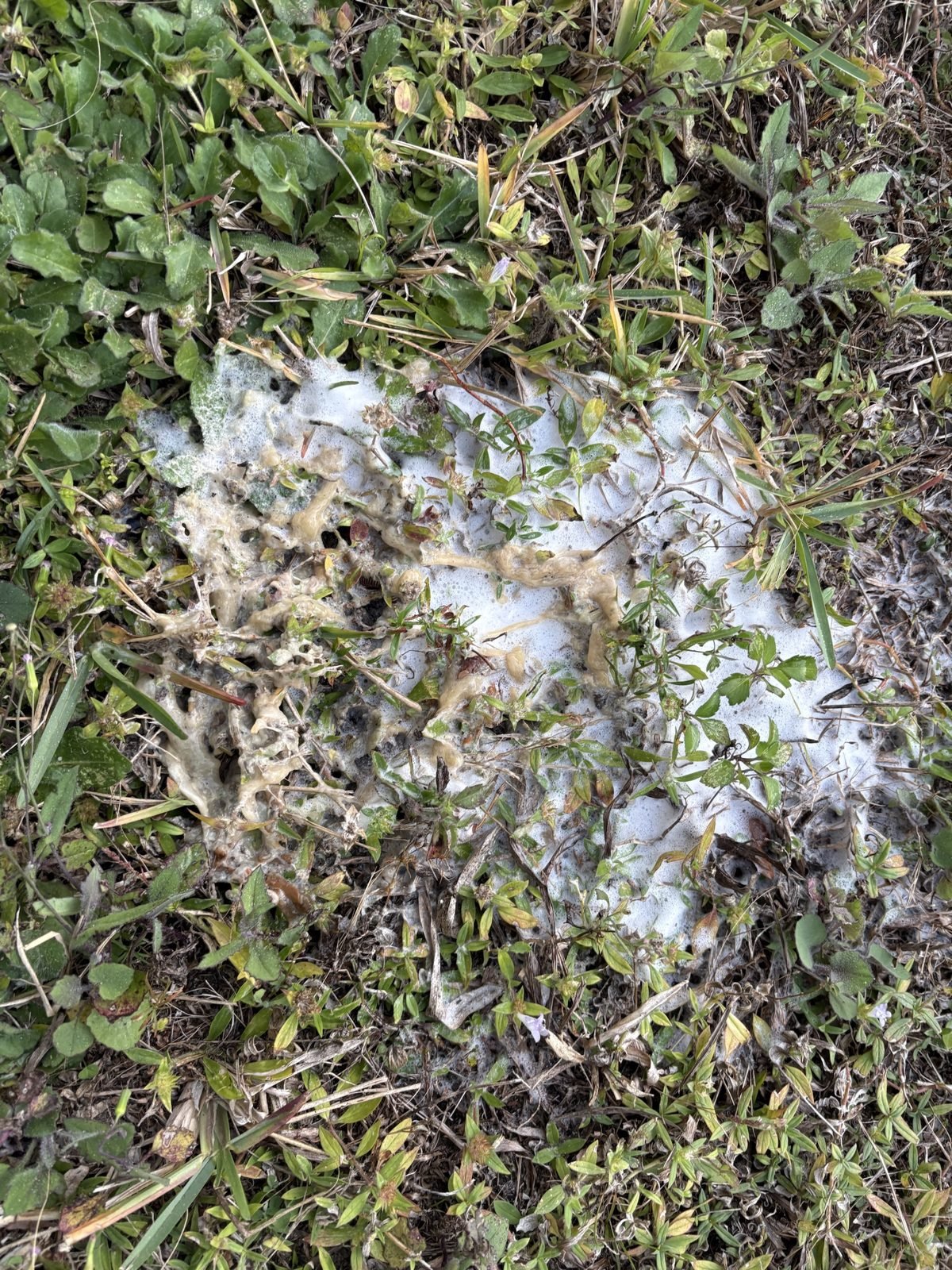 Where it landed. The stuff that was in the line, on the lawn. The drain ran clear after. The grass recovered.
